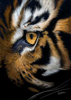 Close up Tiger